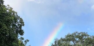 Neuroaesthetics – Unveiling the Science Behind Beauty and Why it Makes us Happy