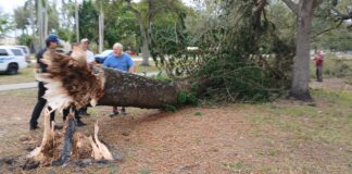 Termites Down Tree one day before Miami Springs farmers market was postponed for Thanksgiving